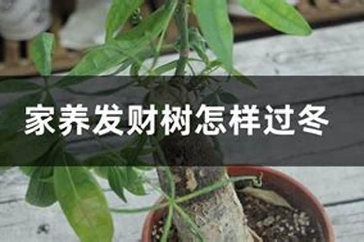 发财树浇什么肥料合适