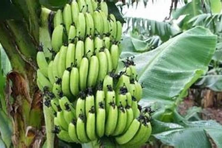 草莓施肥用什么肥料