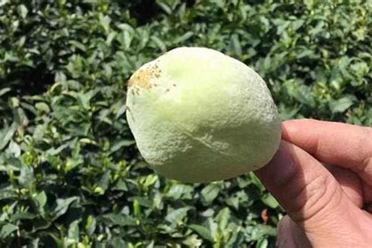 油茶树什么时候施肥