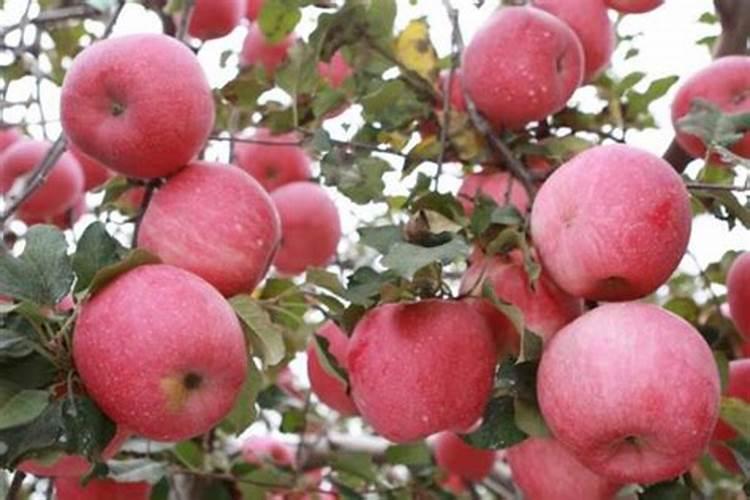 苹果树补钙几月份最好