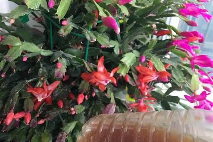 家里养的植物需要施肥吗(不用施肥的植物)