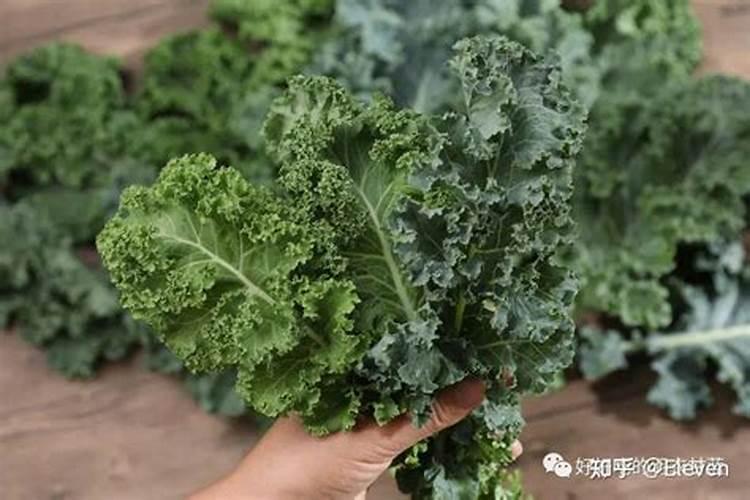 大棚甘蓝种植技术是什么