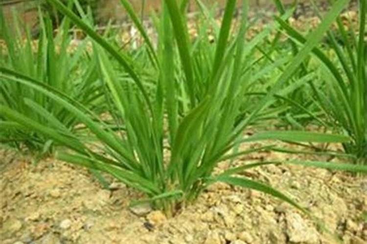 地里的韭菜如何过冬,韭菜如何种植长得好