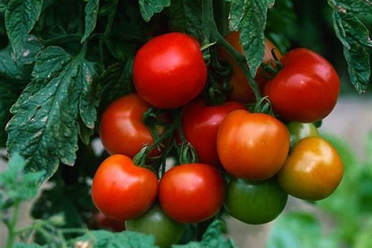 蔬菜打完芸苔素几天可以食用？