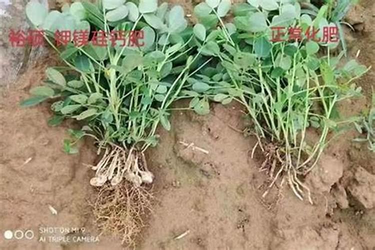 蔬菜缺钙怎么办 蔬菜怎么施肥