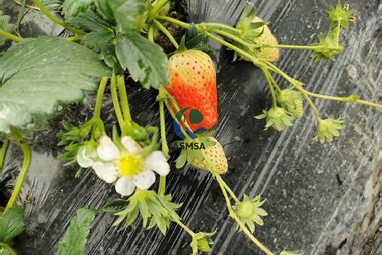 草莓开花后如何施肥