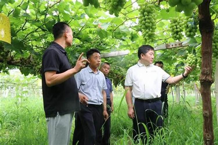 葡萄施肥用什么肥料 葡萄施肥用哪些肥料