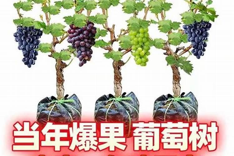 种葡萄用什么肥料？