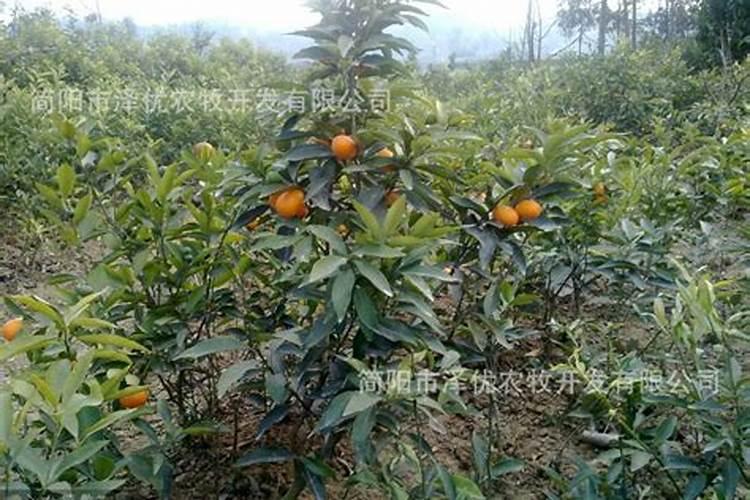 哪种叶面肥效果最好？