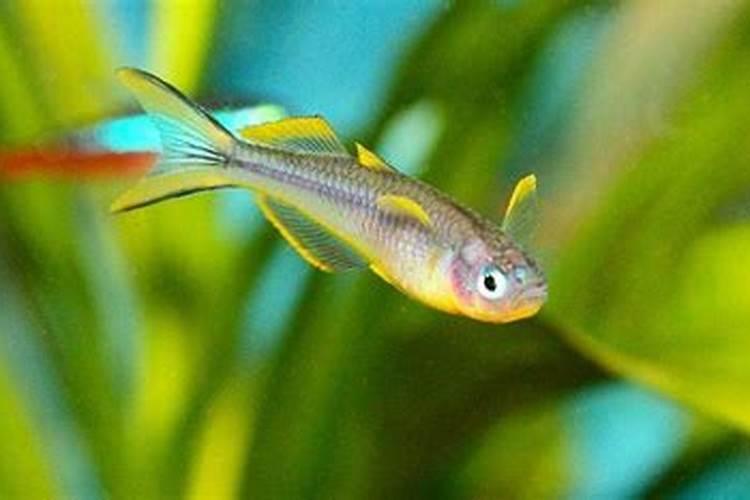 鱼属碱性还是酸性食物？