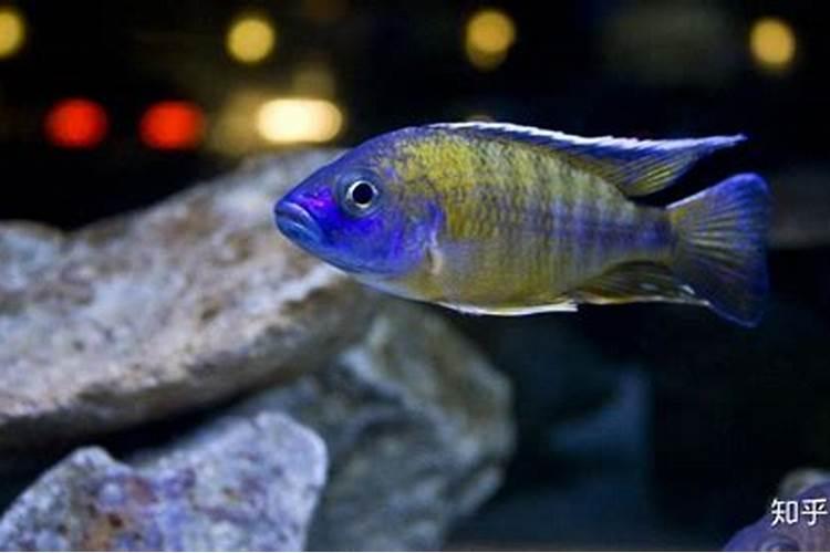 鱼肉属于酸性食物还是碱性食物？为什么？碱性肉类有哪些？