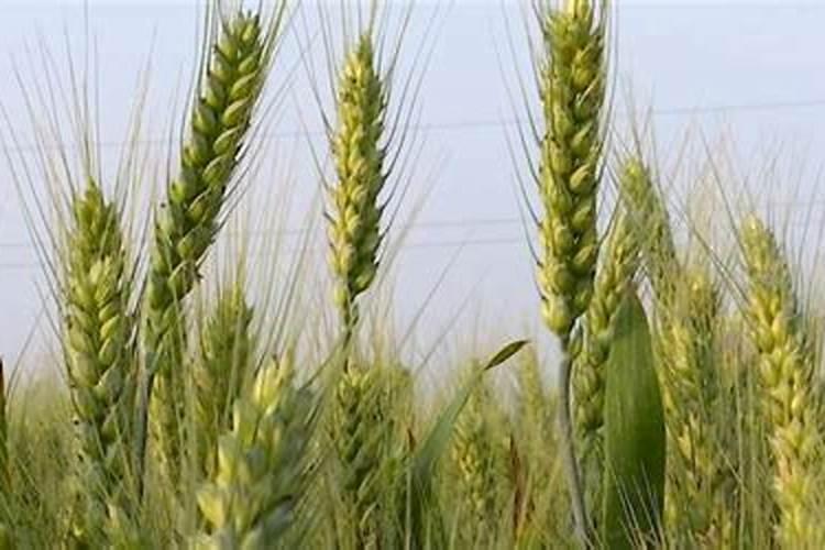 芸苔素对小麦起什么作用