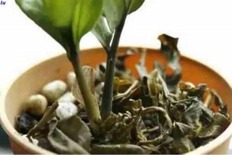 如何自制钾肥 自制钾肥用什么原料