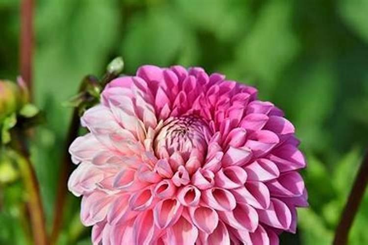 大丽花花期施什么肥料最好