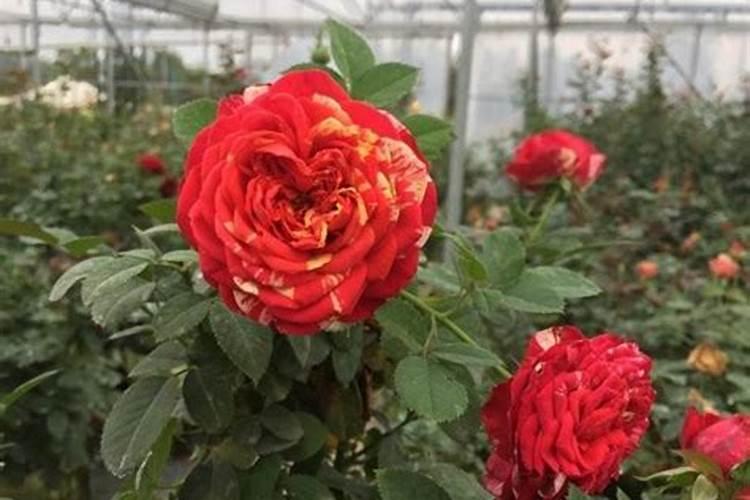 米兰花能用复合肥吗 还可以在生长期时