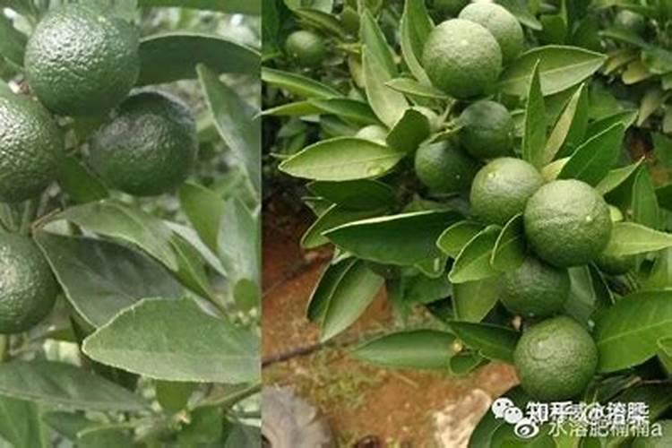 藏红花盆栽好养吗 在家里藏红花盆栽的养殖方法