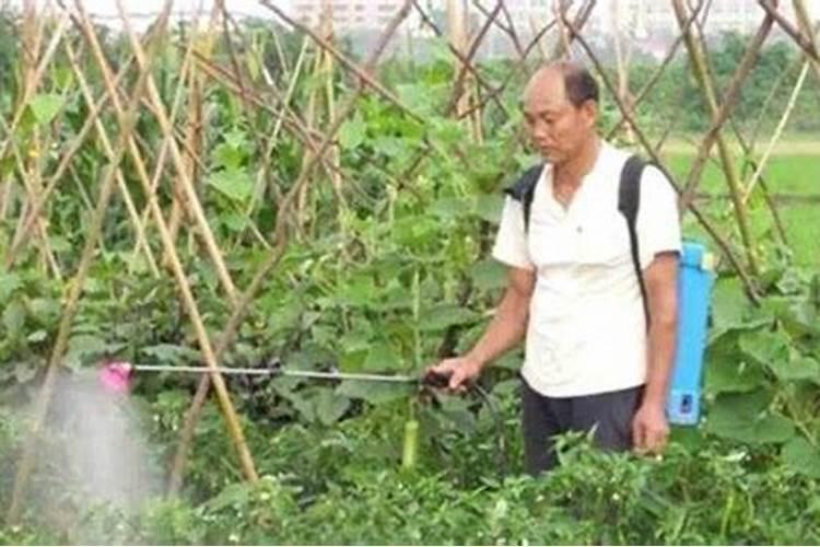 钾肥过量有什么危害科学施肥