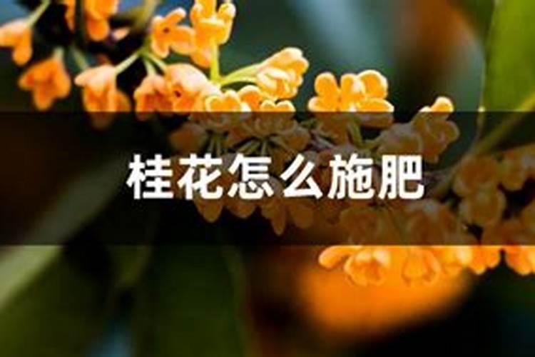 桂花树专用肥有哪些 施肥注意事项