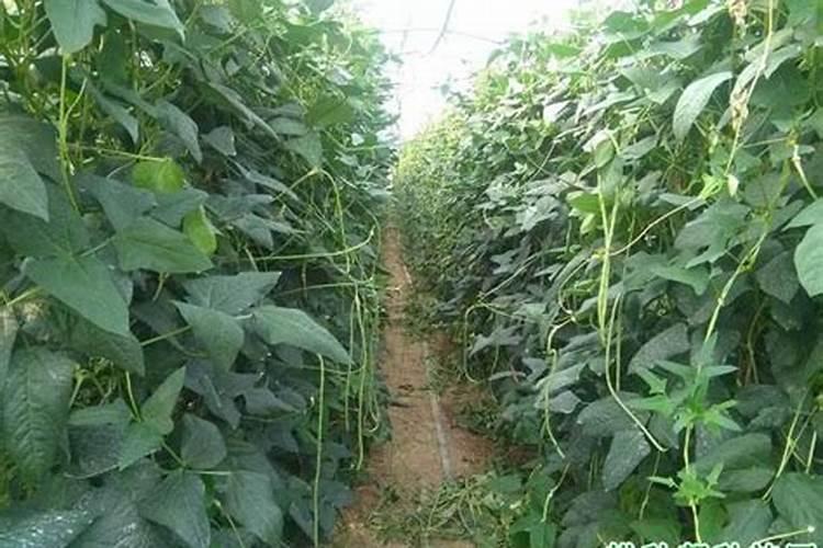 想要大面积种植豆角,豆角的水肥管理技术要点有哪些？