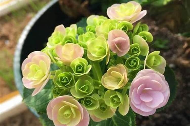 怎么修剪绣球花开花快