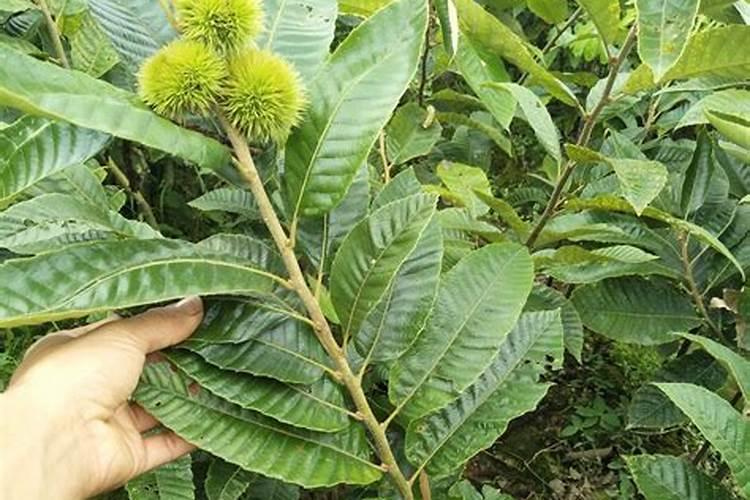 秋季可以用板栗籽直接育苗吗