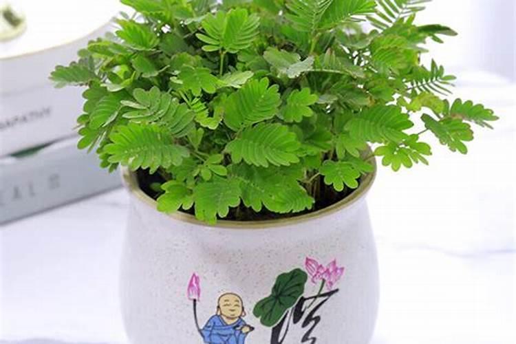 怎样播种含羞草