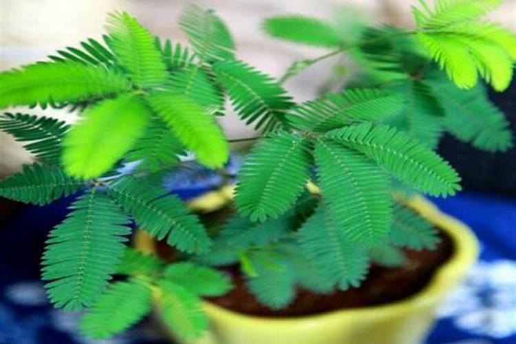 怎样播种含羞草