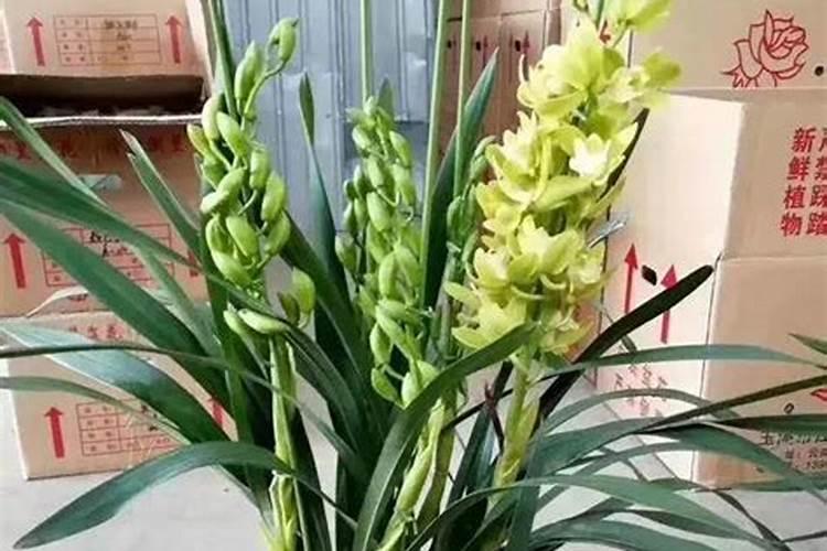 紫苏种植用肥