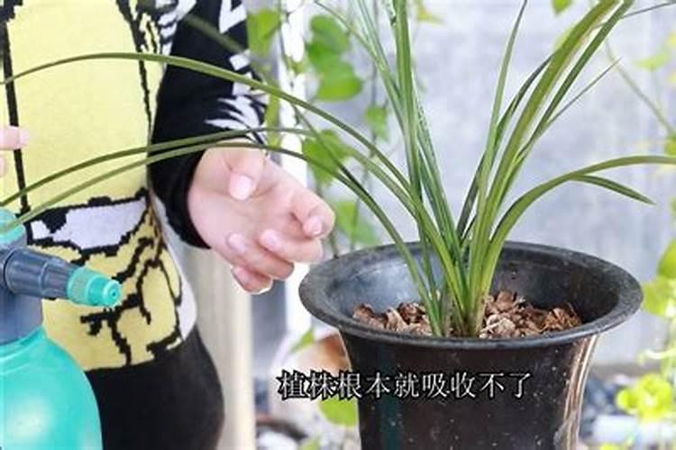 兰花不开花用什么肥料