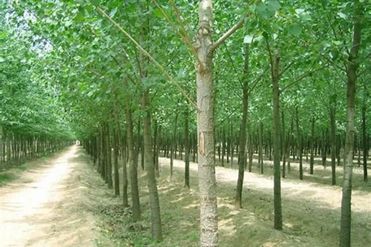 如何给杨树追肥