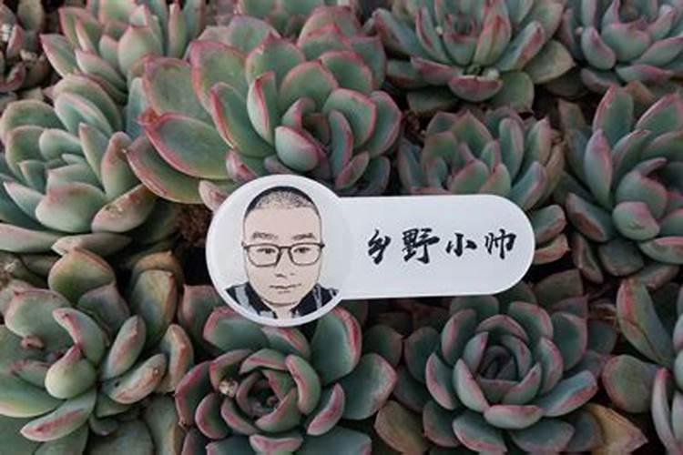 黑法师怎么施肥