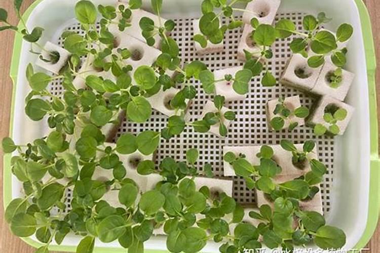 油麦菜施肥最佳时间,油麦菜的施肥时间和方法分享