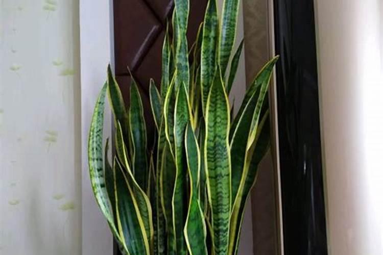 果树促花用什么叶面肥好？