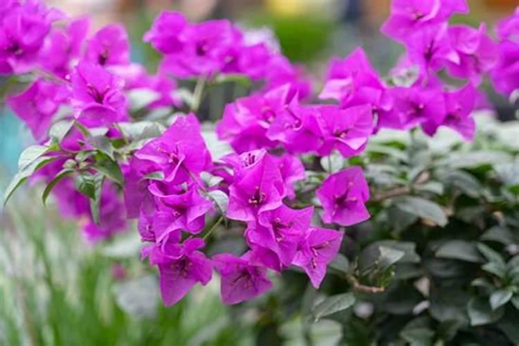 三角梅花期用施肥吗 三角梅花期用不用施肥