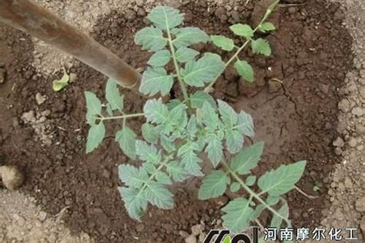 西红柿幼苗可以持续喷施叶面肥吗