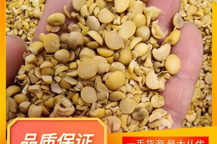 黄豆做底肥的正确方法