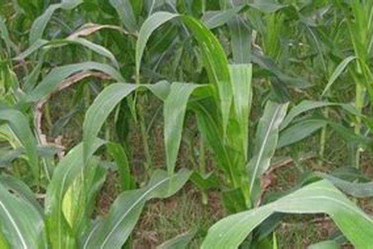 玉米田打除草剂与施肥应该间隔几天