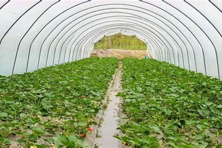 氨基酸锌硼水溶肥冷却析出结晶是什么原因？