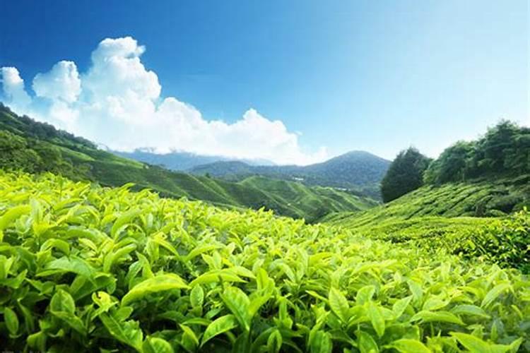 白茶产地在哪里 白茶是哪的特产