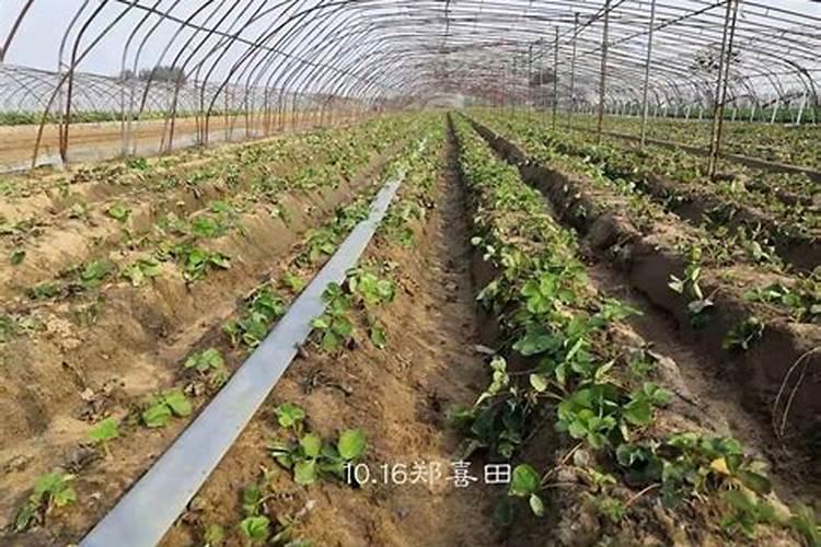 种草莓用什么肥料好 种草莓应该用什么肥料