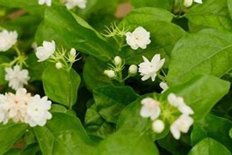 新买的茉莉花怎么养
