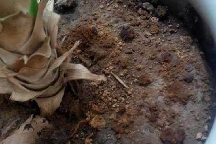 花生施肥怎么选择化肥？过磷酸钙可以吗？