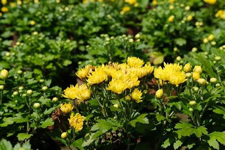 野菊花怎么移栽？
