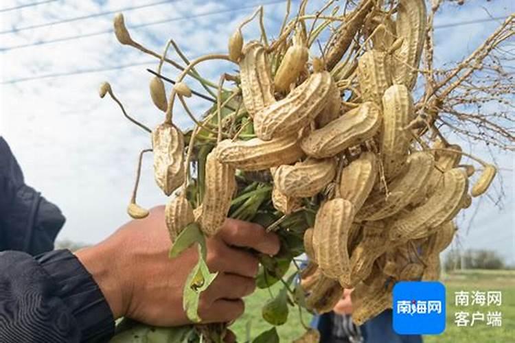 花生追肥用什么肥料好