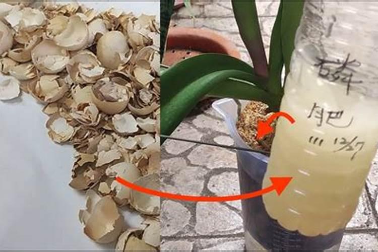 花生黄叶用什么肥料比较好？