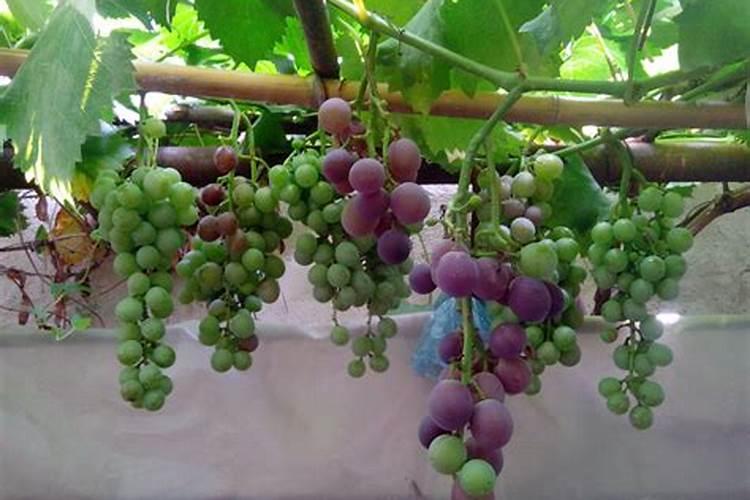 种植葡萄需要什么肥料