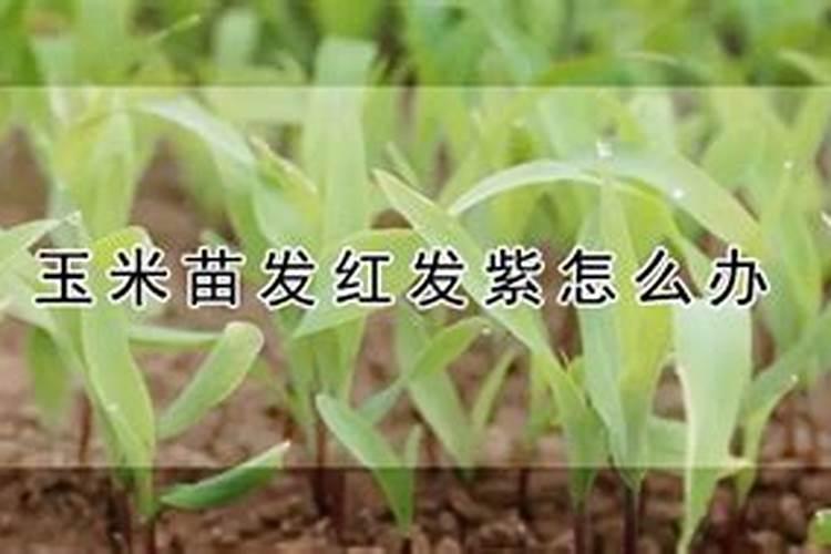 玉米不长发红喷什么叶面肥好,谢谢了
