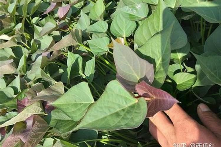 红薯最忌施什么肥？如何正确的给红薯施肥？