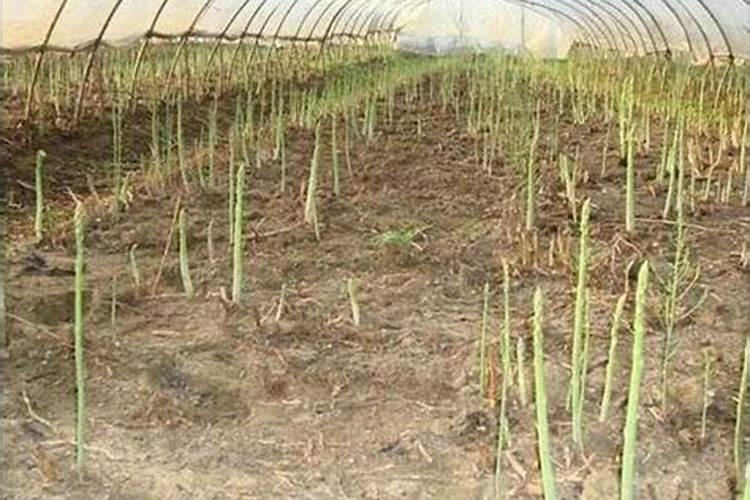 芦笋用什么肥料比较好