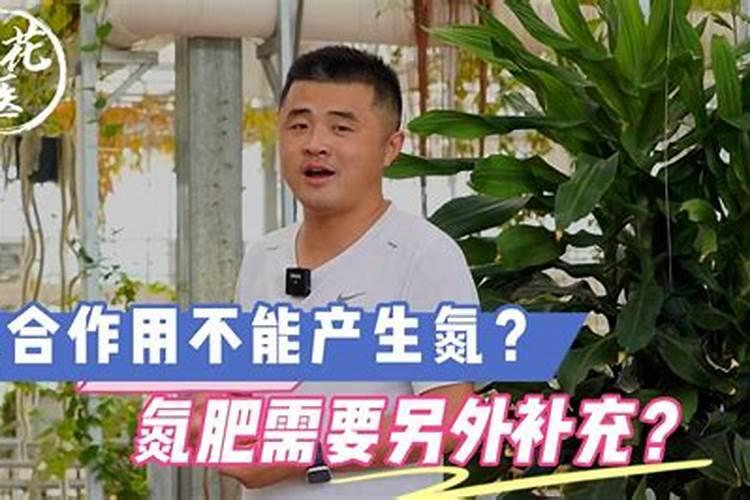 郁金香开花期间需要施肥吗